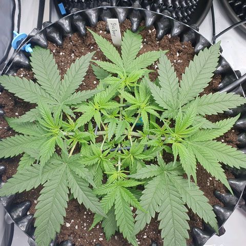 Purple Kush growlog photo: Die Enden wurden jetzt jeweils nochmal getoppt ;-)