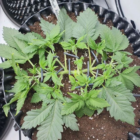 Purple Kush growlog photo: Die Enden wurden jetzt jeweils nochmal getoppt ;-)