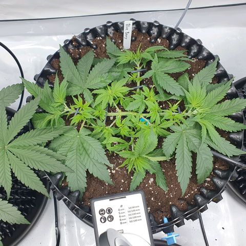 Purple Kush growlog photo: Die Enden wurden jetzt jeweils nochmal getoppt ;-)