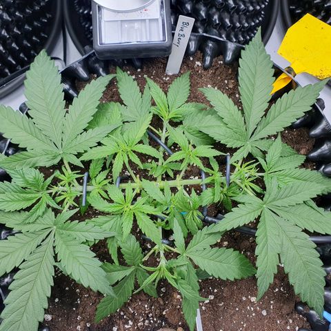 Purple Kush growlog photo: Die Enden wurden jetzt jeweils nochmal getoppt ;-)