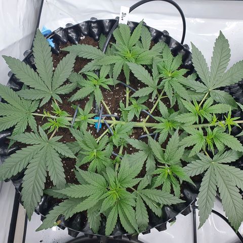 Purple Kush growlog photo: Die Enden wurden jetzt jeweils nochmal getoppt ;-)