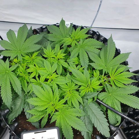 Purple Kush growlog photo: Es geht voran ;-)