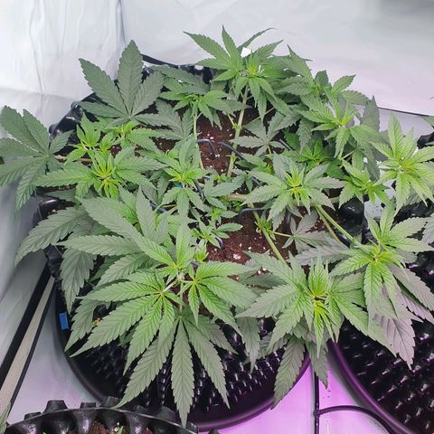Purple Kush growlog photo: Es geht voran ;-)