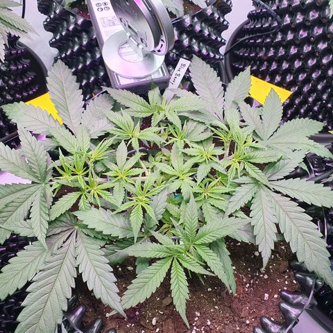Purple Kush growlog photo: Es geht voran ;-)