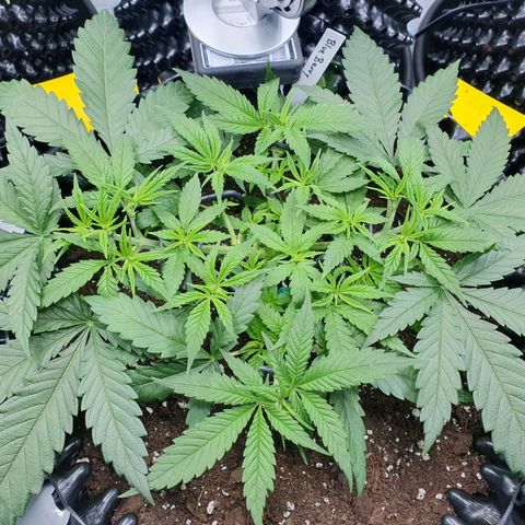 Purple Kush growlog photo: Es geht voran ;-)