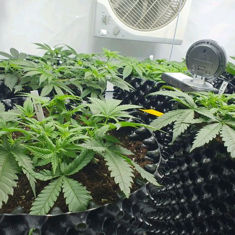 Purple Kush growlog photo: Es geht voran ;-)