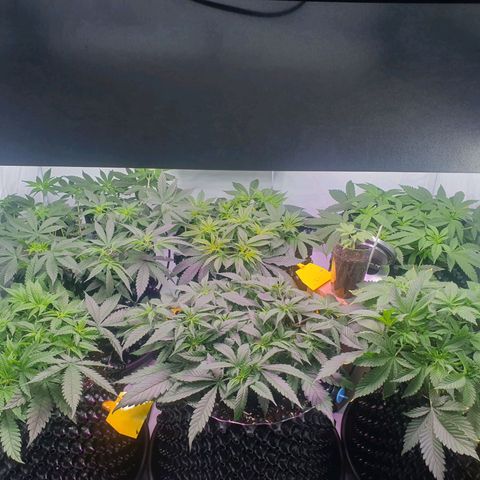 Purple Kush growlog photo: Ende nöchste woche wird die blüte eingeleitet....vorher nochmal ordentlich entlaufen ;-)