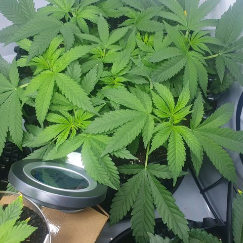 Purple Kush growlog photo: Ende nöchste woche wird die blüte eingeleitet....vorher nochmal ordentlich entlaufen ;-)