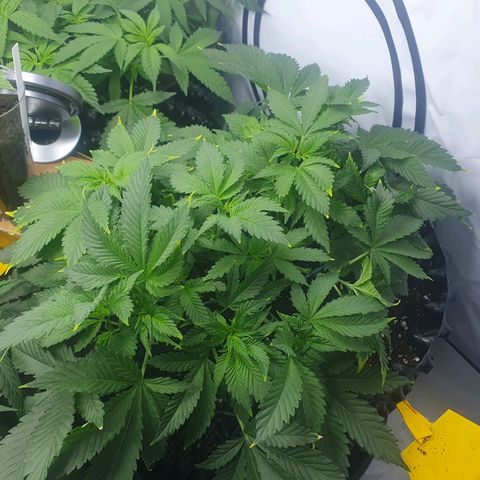 Purple Kush growlog photo: Ende nöchste woche wird die blüte eingeleitet....vorher nochmal ordentlich entlaufen ;-)