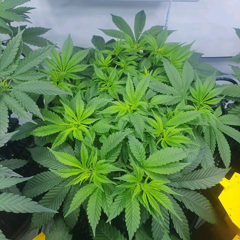 Purple Kush growlog photo: Ende nöchste woche wird die blüte eingeleitet....vorher nochmal ordentlich entlaufen ;-)