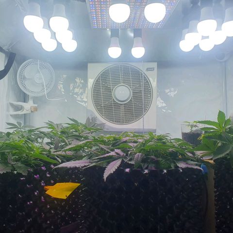 Purple Kush growlog photo: Ende nöchste woche wird die blüte eingeleitet....vorher nochmal ordentlich entlaufen ;-)