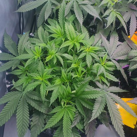 Purple Kush growlog photo: Ende nöchste woche wird die blüte eingeleitet....vorher nochmal ordentlich entlaufen ;-)