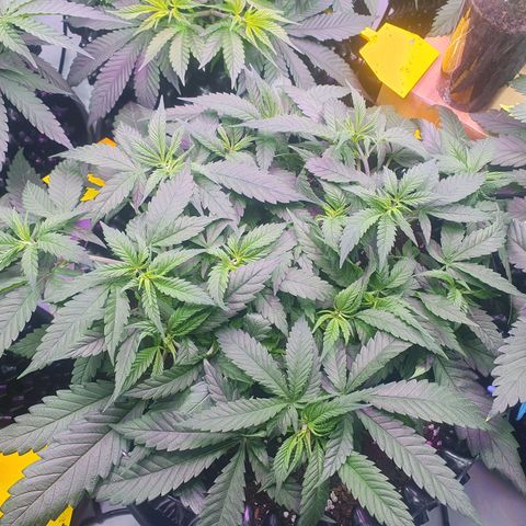 Purple Kush growlog photo: Ende nöchste woche wird die blüte eingeleitet....vorher nochmal ordentlich entlaufen ;-)