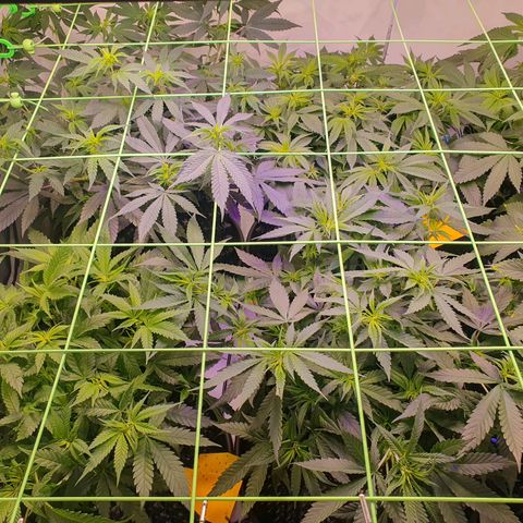 Purple Kush growlog photo: 1.Blütewoche läuft 