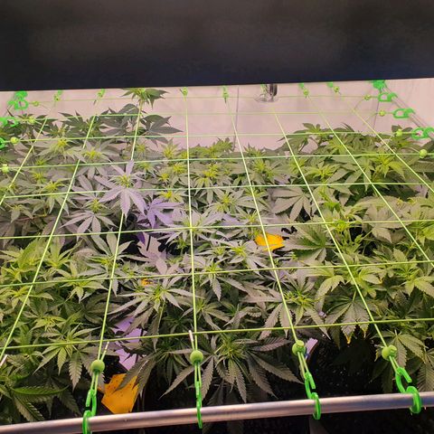 Purple Kush growlog photo: 1.Blütewoche läuft 