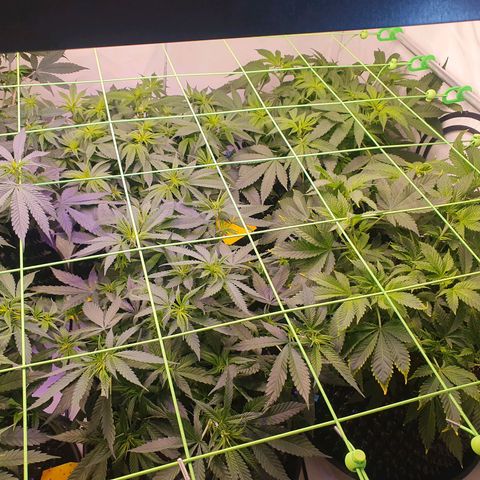 Purple Kush growlog photo: 1.Blütewoche läuft 