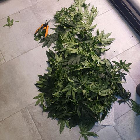 Purple Kush growlog photo: Nochmal ordentlich entlaubt...
Blüte ist im Gange 😀