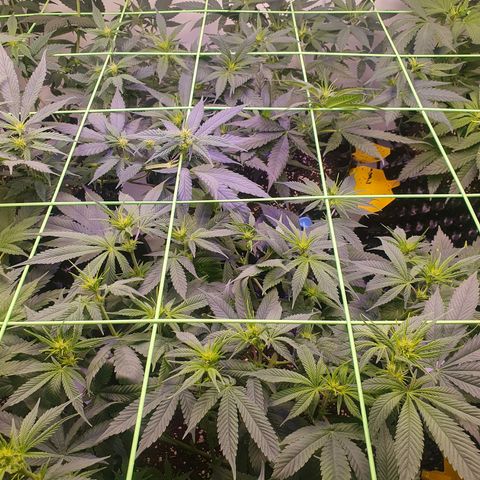 Purple Kush growlog photo: Nochmal ordentlich entlaubt...
Blüte ist im Gange 😀