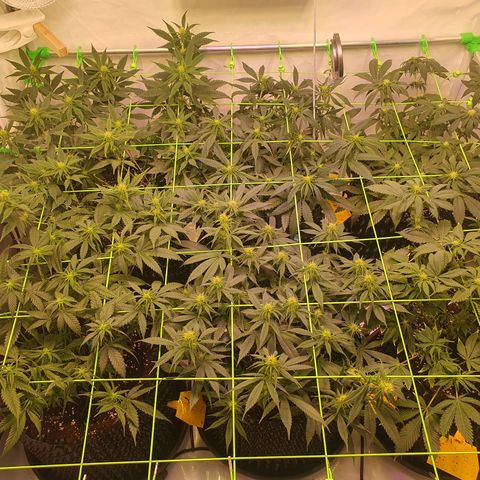 Purple Kush growlog photo: 3. Blütewoche beginnt :-)