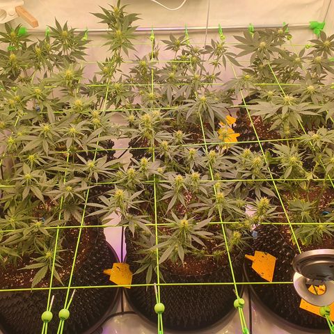 Purple Kush growlog photo: Zum Ende der 3.bütewoche nochmal ordentlich Blätter runter, damit alles schön belüftet werden kann :-)