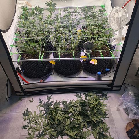 Purple Kush growlog photo: Zum Ende der 3.bütewoche nochmal ordentlich Blätter runter, damit alles schön belüftet werden kann :-)