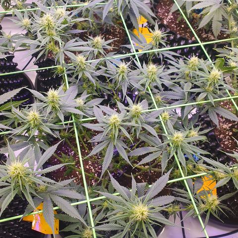 Purple Kush growlog photo: Zum Ende der 3.bütewoche nochmal ordentlich Blätter runter, damit alles schön belüftet werden kann :-)