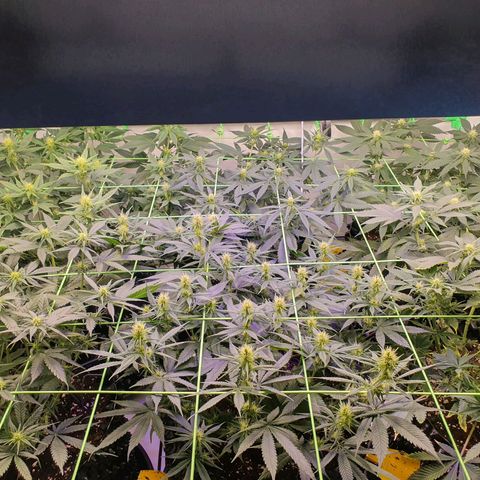 Purple Kush growlog photo: Zum Ende der 3.bütewoche nochmal ordentlich Blätter runter, damit alles schön belüftet werden kann :-)