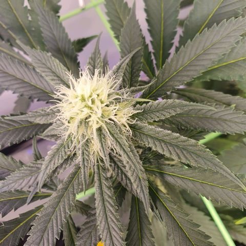 Purple Kush growlog photo: Ende der 4.Blütewoche 