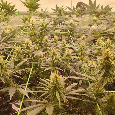 Purple Kush growlog photo: Ende der 4.Blütewoche 