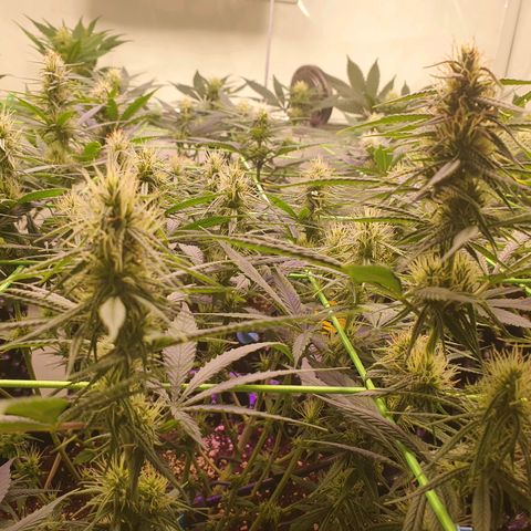 Purple Kush growlog photo: Ende der 4.Blütewoche 