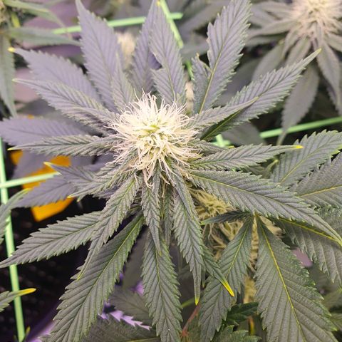 Purple Kush growlog photo: Ende der 4.Blütewoche 