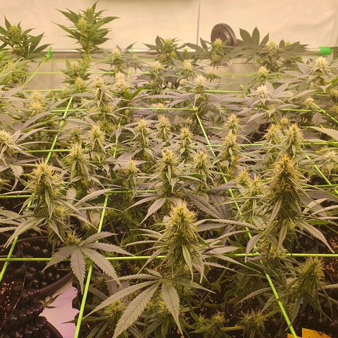 Purple Kush growlog photo: Ende der 4.Blütewoche 