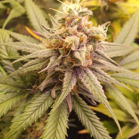 Purple Kush growlog photo: Nach 2 Wochen Urlaub und automatischer bewässerung ohne Dünger hat sich einiges getan.