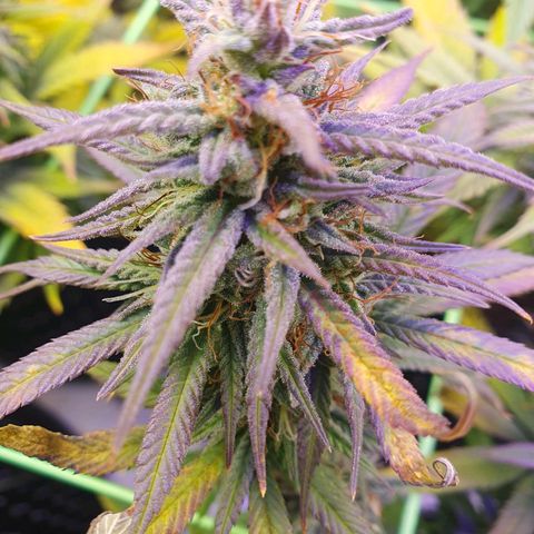 Purple Kush growlog photo: Nach 2 Wochen Urlaub und automatischer bewässerung ohne Dünger hat sich einiges getan.