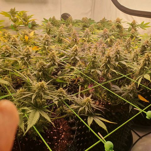 Purple Kush growlog photo: Nach 2 Wochen Urlaub und automatischer bewässerung ohne Dünger hat sich einiges getan.