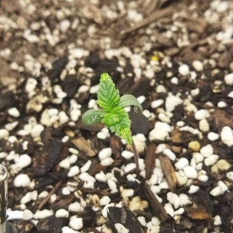 Auto Gelato #33 growlog timeline photo