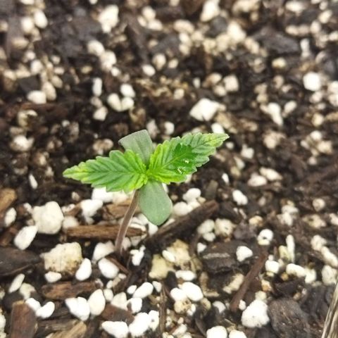 Auto Gelato #33 growlog timeline photo