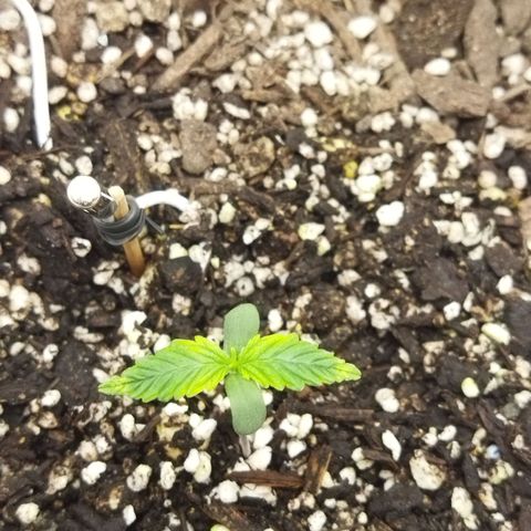 Auto Gelato #33 growlog timeline photo