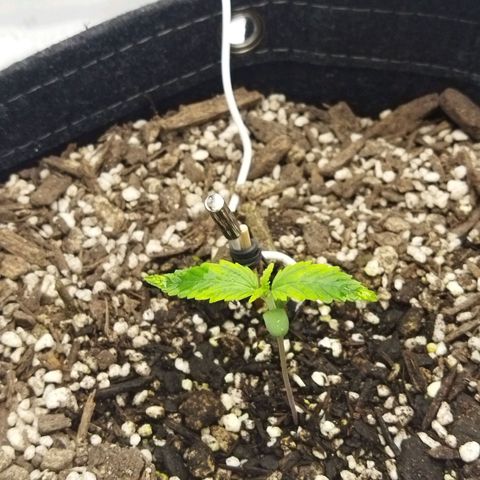 Auto Gelato #33 growlog timeline photo