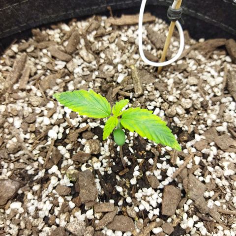 Auto Gelato #33 growlog timeline photo