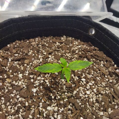 Auto Gelato #33 growlog timeline photo