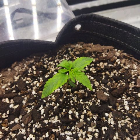 Auto Gelato #33 growlog timeline photo