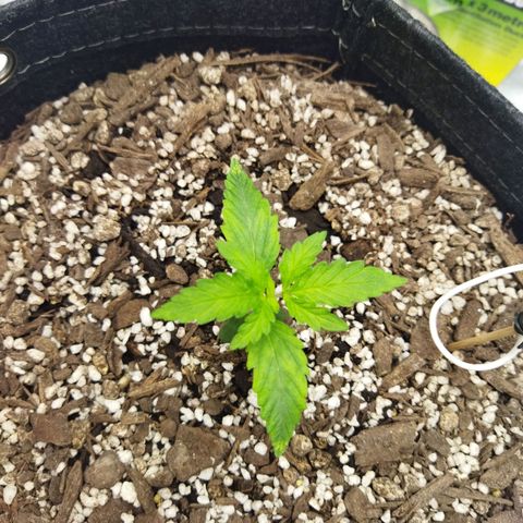 Auto Gelato #33 growlog timeline photo