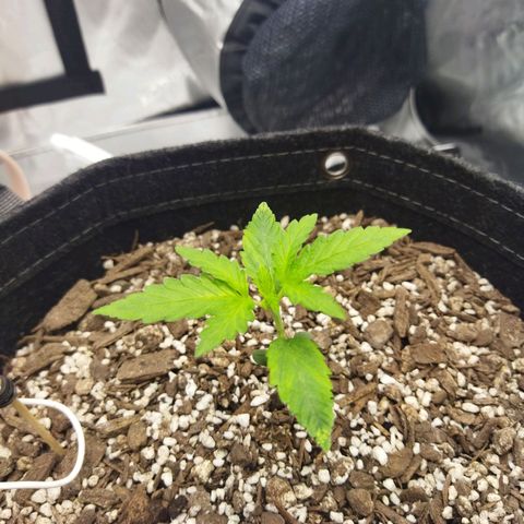 Auto Gelato #33 growlog timeline photo
