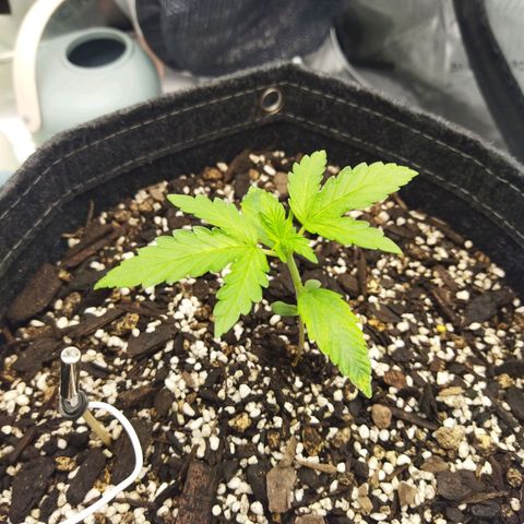Auto Gelato #33 growlog timeline photo