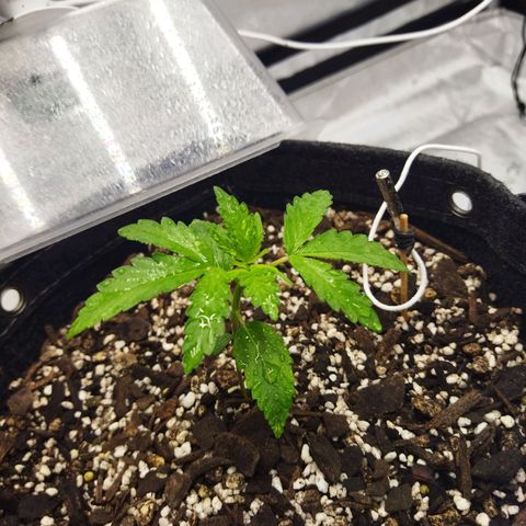 Auto Gelato #33 growlog timeline photo