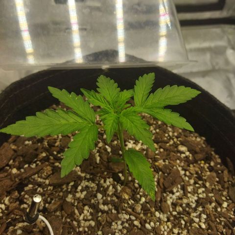 Auto Gelato #33 growlog timeline photo