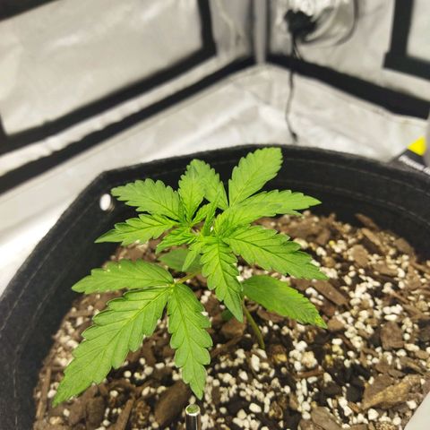 Auto Gelato #33 growlog timeline photo