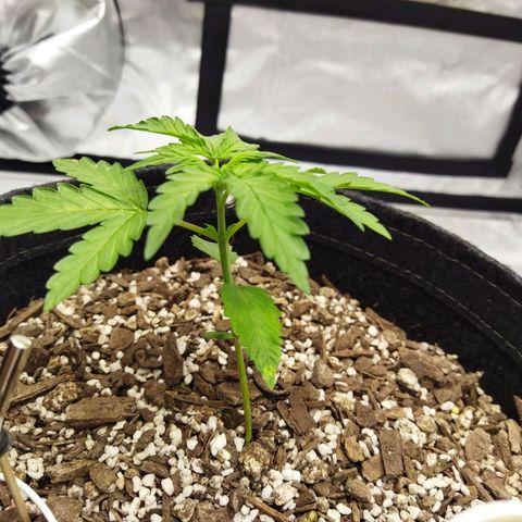 Auto Gelato #33 growlog timeline photo