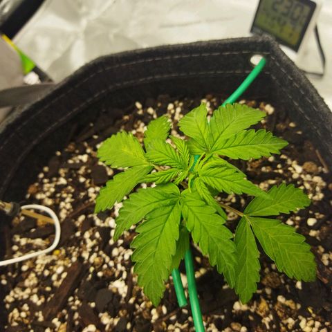 Auto Gelato #33 growlog timeline photo